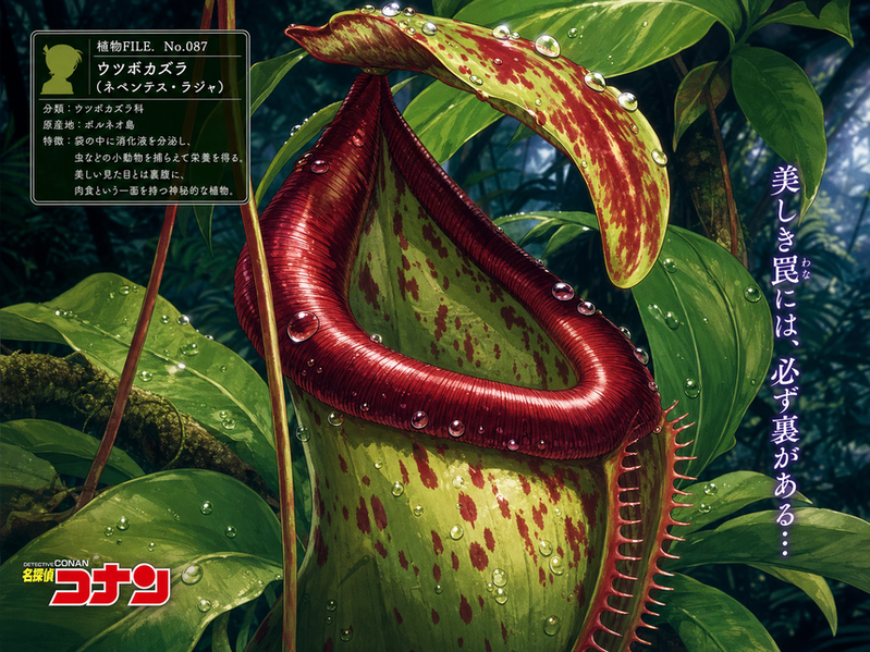 草榴